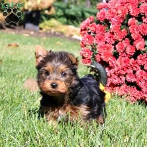 Inka, Yorkie Puppy