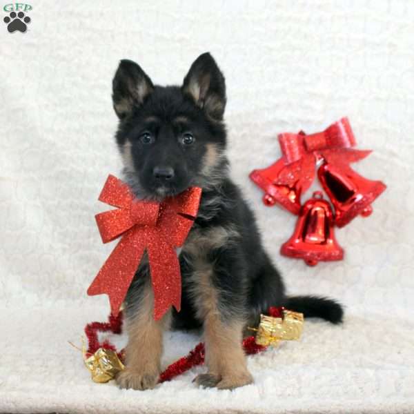 Io, German Shepherd Puppy