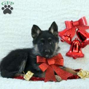 Io, German Shepherd Puppy