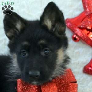 Io, German Shepherd Puppy