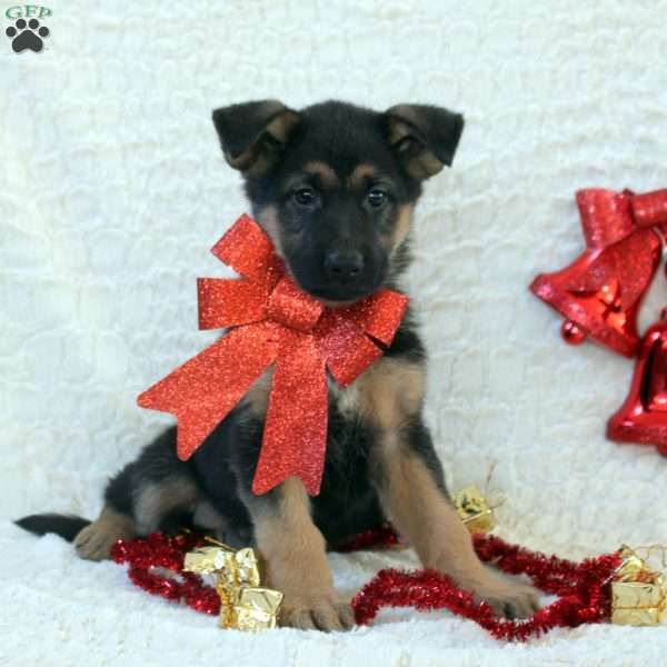 Iris, German Shepherd Puppy