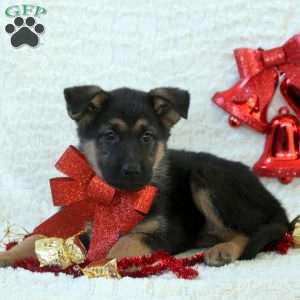 Iris, German Shepherd Puppy