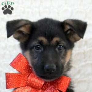 Iris, German Shepherd Puppy