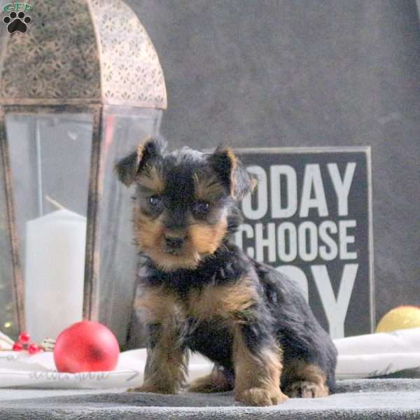 Isaac, Yorkie Puppy