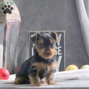 Isaac, Yorkie Puppy