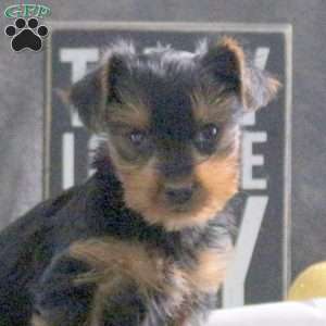 Isaac, Yorkie Puppy