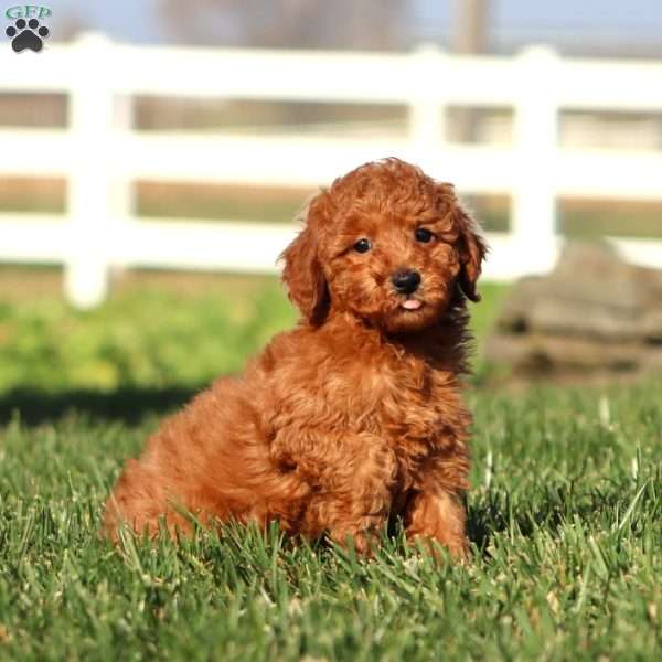 Isaac, Toy Poodle Puppy