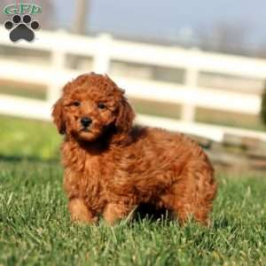 Isaac, Toy Poodle Puppy