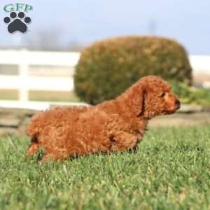 Isaac, Toy Poodle Puppy