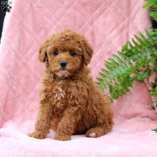 Isabelle, Miniature Poodle Puppy