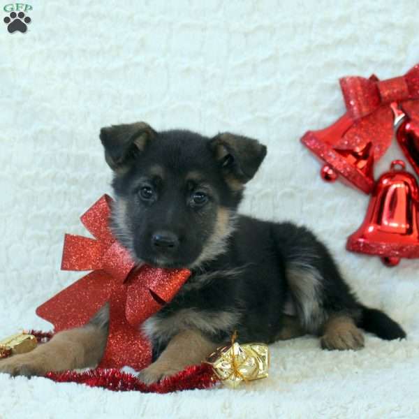 Isla, German Shepherd Puppy