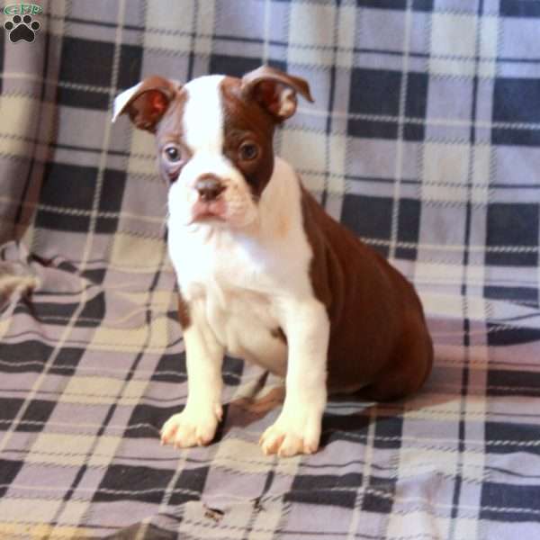 Isla, Boston Terrier Puppy