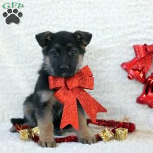 Isla, German Shepherd Puppy