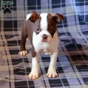 Isla, Boston Terrier Puppy