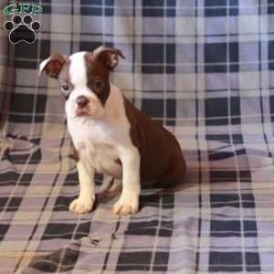 Isla, Boston Terrier Puppy