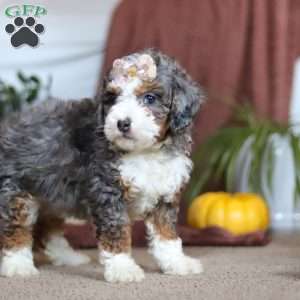 Ivy, Mini Bernedoodle Puppy