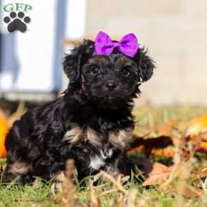 Ivy, Yorkie Poo Puppy