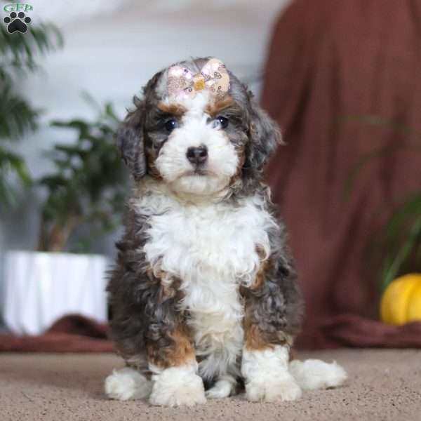 Ivy, Mini Bernedoodle Puppy