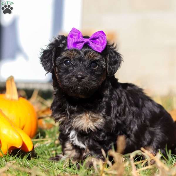 Ivy, Yorkie Poo Puppy