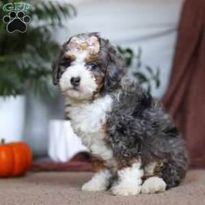 Ivy, Mini Bernedoodle Puppy
