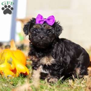 Ivy, Yorkie Poo Puppy