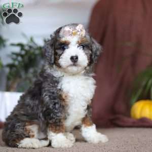 Ivy, Mini Bernedoodle Puppy