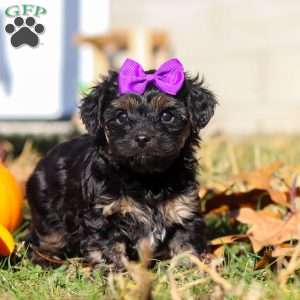 Ivy, Yorkie Poo Puppy