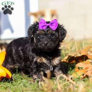 Ivy, Yorkie Poo Puppy