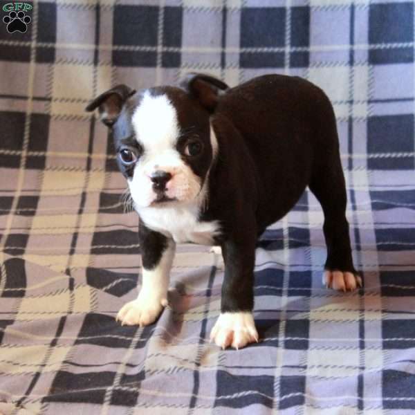 Ivy, Boston Terrier Puppy