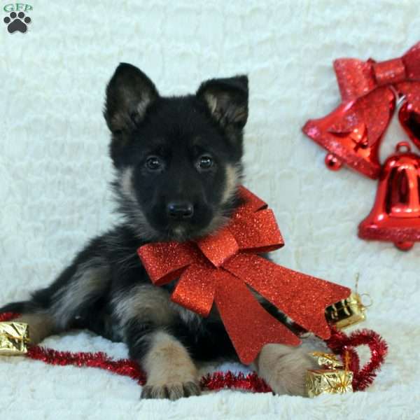Ivy, German Shepherd Puppy