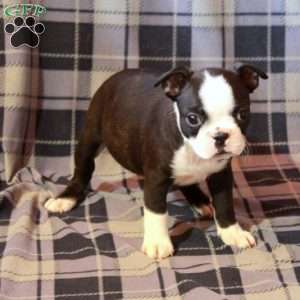 Ivy, Boston Terrier Puppy