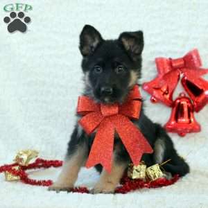 Ivy, German Shepherd Puppy