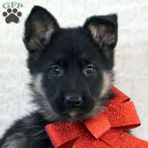 Ivy, German Shepherd Puppy
