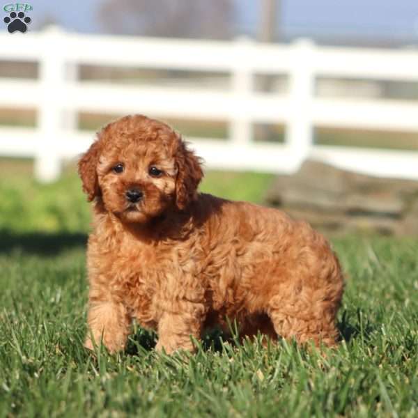 Ivy, Toy Poodle Puppy