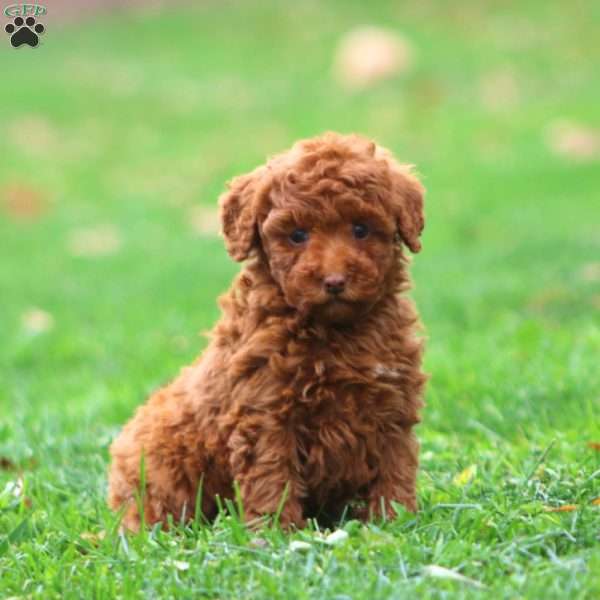 Ivy, Miniature Poodle Puppy