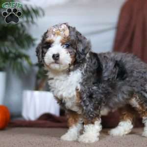 Ivy, Mini Bernedoodle Puppy