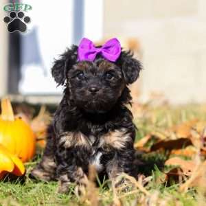 Ivy, Yorkie Poo Puppy