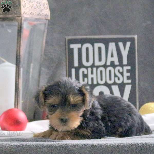Izzie, Yorkie Puppy