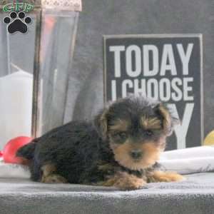 Izzie, Yorkie Puppy