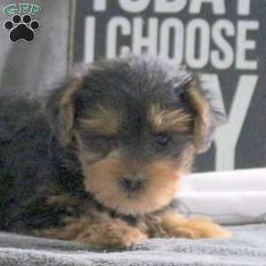 Izzie, Yorkie Puppy