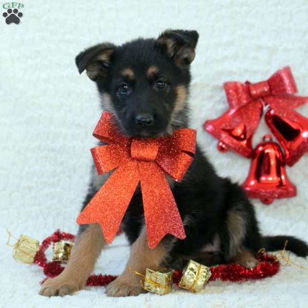 Izzy, German Shepherd Puppy