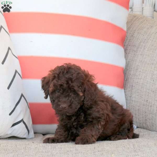 Izzy, Miniature Poodle Puppy
