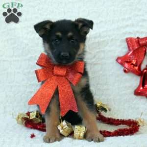 Izzy, German Shepherd Puppy