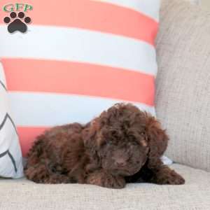 Izzy, Miniature Poodle Puppy