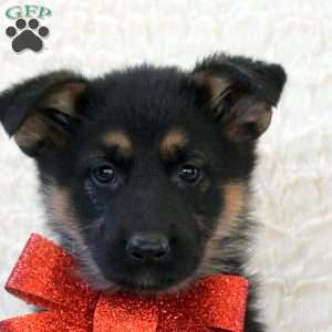 Izzy, German Shepherd Puppy