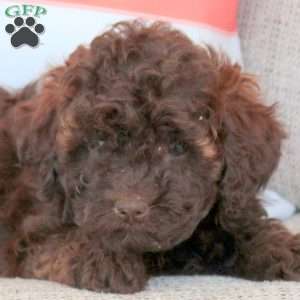 Izzy, Miniature Poodle Puppy
