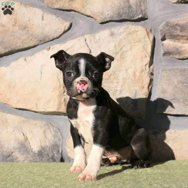 Jace, Boston Terrier Puppy