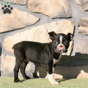 Jace, Boston Terrier Puppy