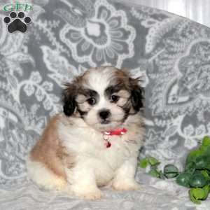 Jace, Teddy Bear Puppy