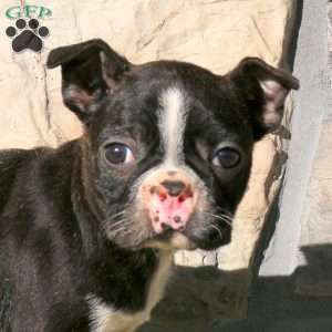 Jace, Boston Terrier Puppy